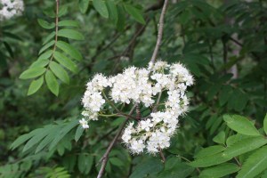 Sorbus aucuparia (4) (1200 x 800)